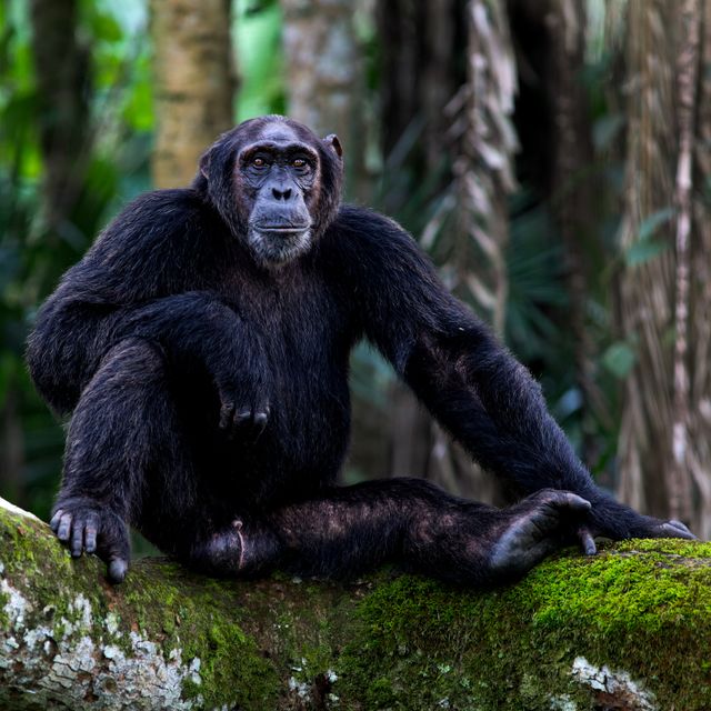 Uganda Primates: Gorillas & Chimpanzees
